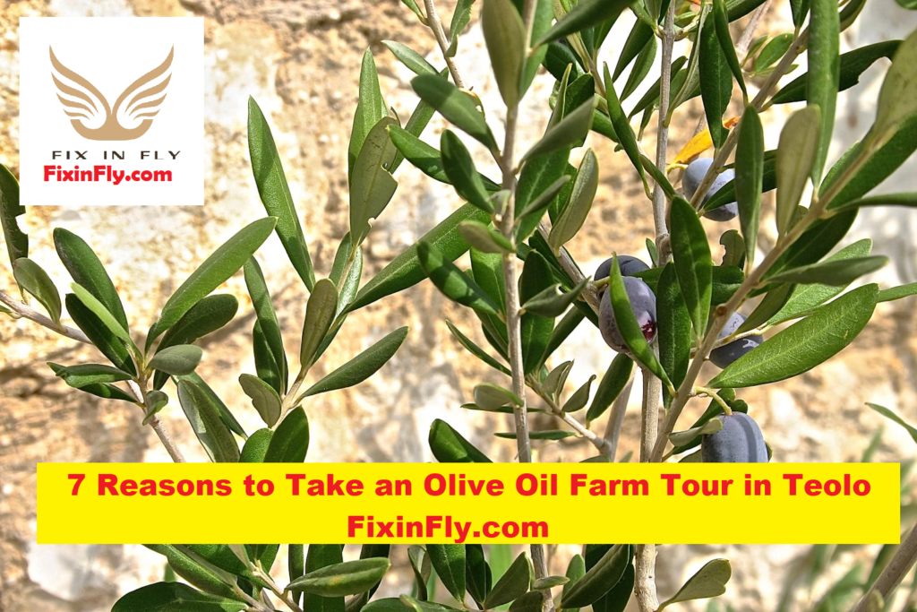 olive oil farm tour in teolo